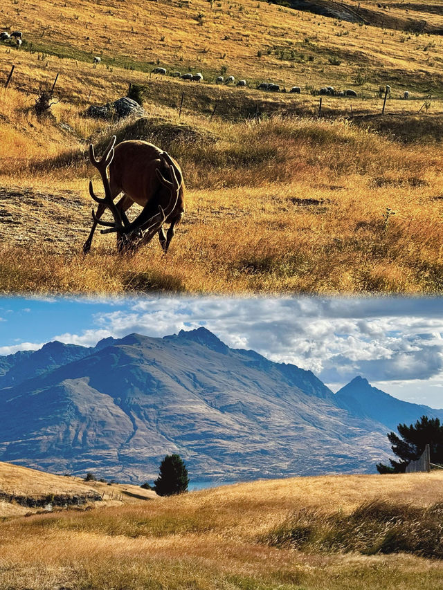 新西蘭天才設計師!是誰偷走了我的生活啊啊啊! 新西蘭天才設計師!是誰偷走了我的生活啊啊啊!