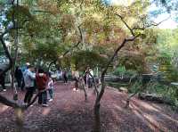 小橋流水古風祕境