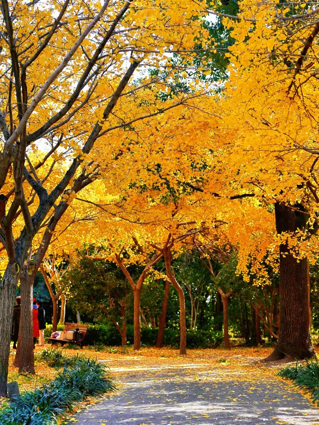 Shanghai's Hidden Ginkgo Secret Spot! Avoid the Crowds and Discover This Golden Tunnel