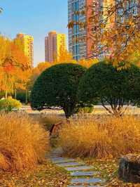 在禪意空間收藏蒙山濃烈的秋天