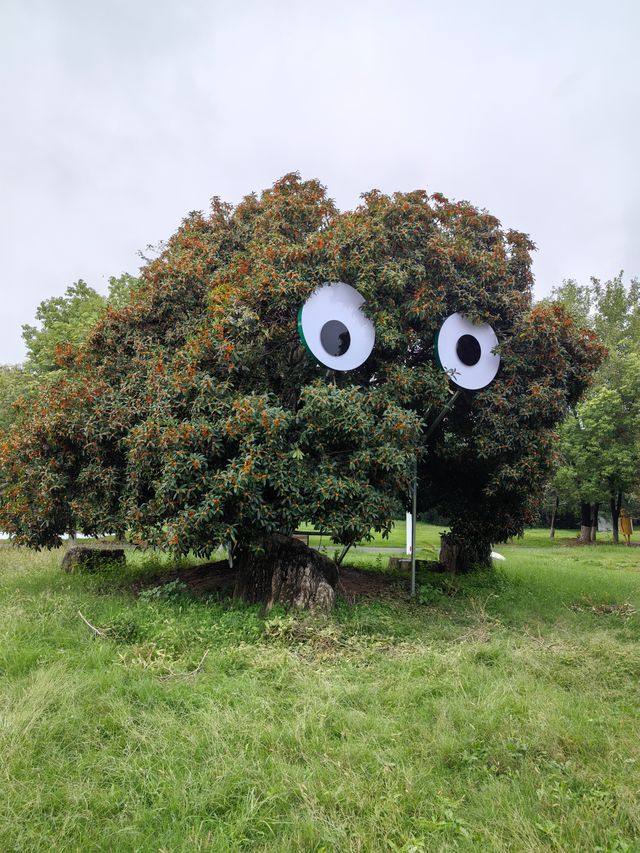 阜陽必去打卡點，夜景也超絕，阜陽人自己的花園