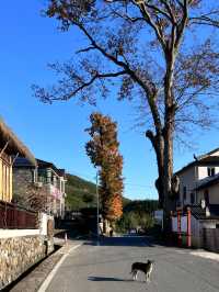 古寺，千年銀杏