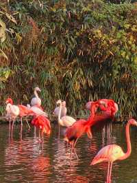 上海野生動物園暢玩一日遊 週六版