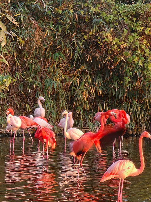 上海野生動物園暢玩一日遊 週六版