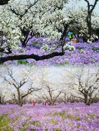 美炸了江蘇隱藏版頂流花海被我找到了