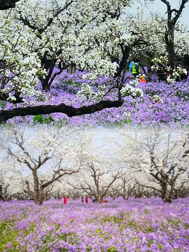 美炸了江蘇隱藏版頂流花海被我找到了