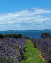 菲利普島攻略|沒有小火車的企鵝島更chill!一日遊