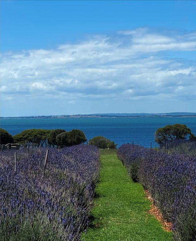 菲利普島攻略|沒有小火車的企鵝島更chill!一日遊 菲利普島攻略|沒有小火車的企鵝島更chill!一日遊