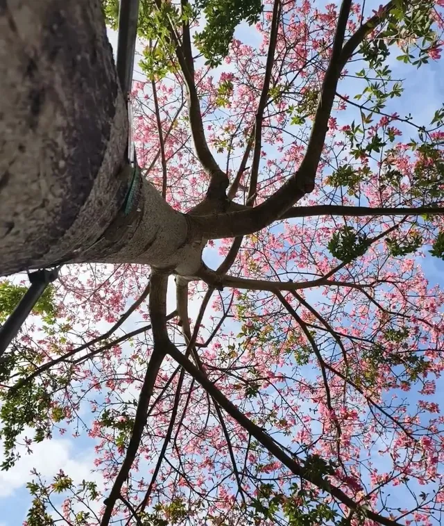 第43站｜深圳週末好去處•蓮花山公園