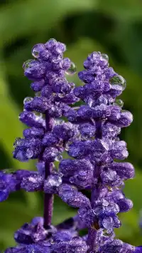 青秀山|丘石公園|拍露珠