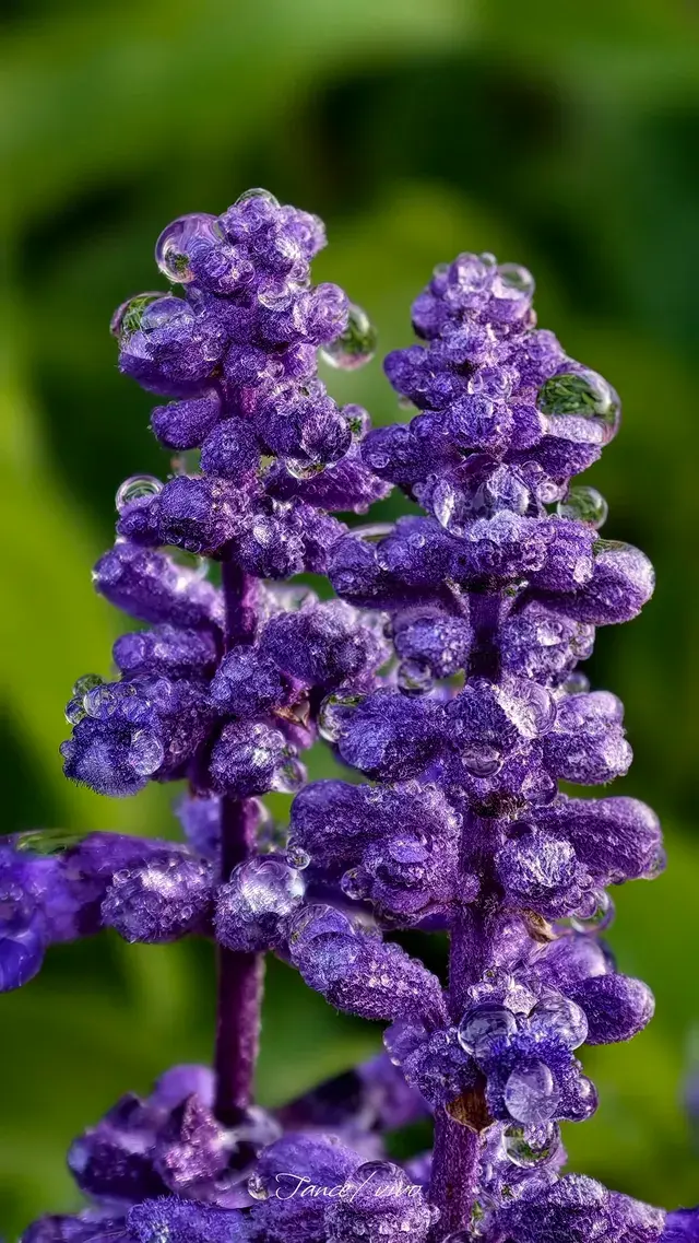 青秀山|丘石公園|拍露珠 青秀山|丘石公園|拍露珠