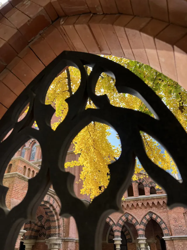 12.4外灘聖三一堂銀杏季已到附隱藏機位 12.4外灘聖三一堂銀杏季已到附隱藏機位