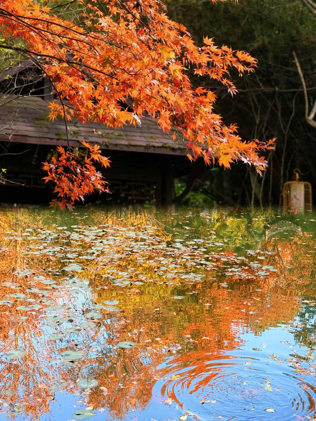 被問爆了!這個秋天在永泉小鎮,找到了江南最治癒的時光 被問爆了!這個秋天在永泉小鎮,找到了江南最治癒的時光