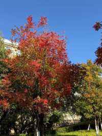 冬日限定|被這片絕美紅楓刷屏了!隨手一拍都是大片