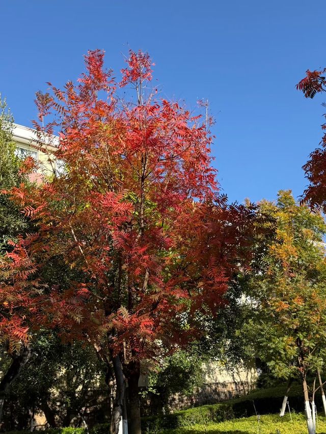 冬日限定|被這片絕美紅楓刷屏了!隨手一拍都是大片 冬日限定|被這片絕美紅楓刷屏了!隨手一拍都是大片