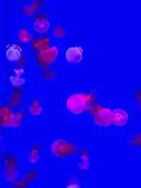 沉浸式墜入深海星穹，治癒與出片雙滿分～