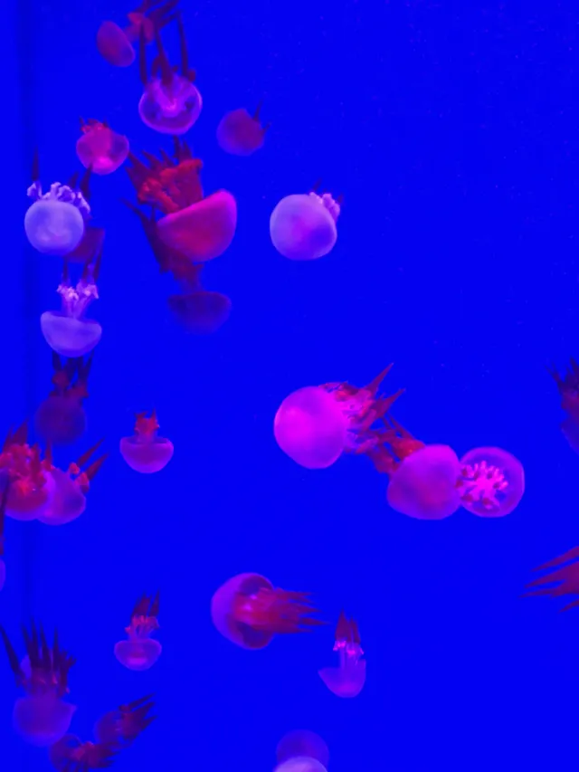 沉浸式墜入深海星穹，治癒與出片雙滿分～