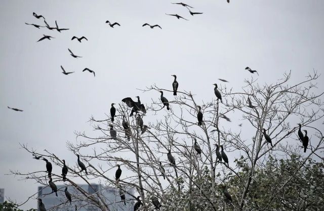 廈門版「瘋狂動物城」上線!山林湖海間,藏著人與自然共生的浪漫 廈門版「瘋狂動物城」上線!山林湖海間,藏著人與自然共生的浪漫