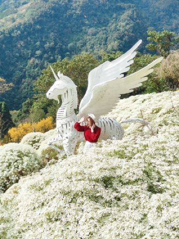 Taichung's Most Beautiful Hidden Gem! A Romantic Encounter with Golden Maples and Snowflake Plants at Muxin Spring