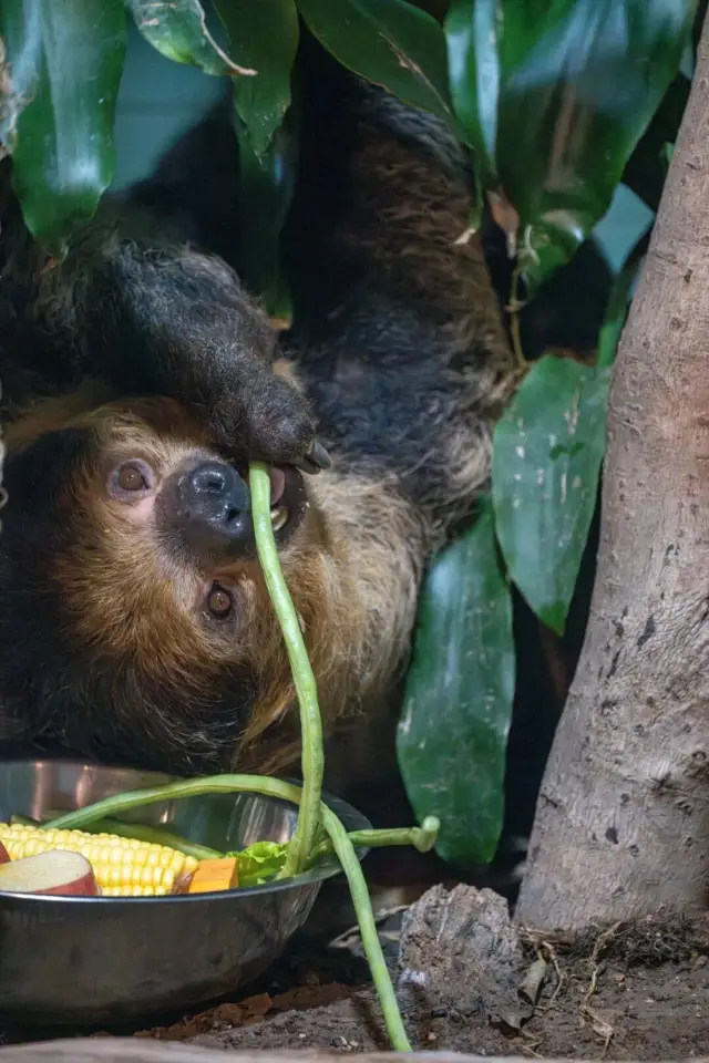 Two-toed Sloths Living the Slow Life at Shanghai Zoo