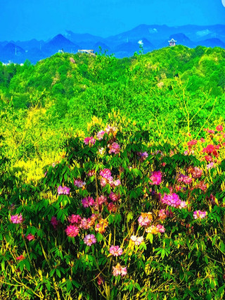 百里杜鵑花海攻略