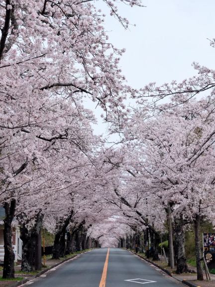 2026 Recommended Cherry blossom viewing in Ito (Updated August