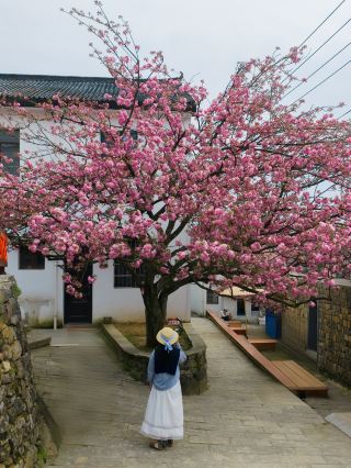 四明山雅荘の桜の王様がもう咲きました！