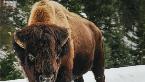 Yellowstone National Park: Heading towards freedom, yearning for the wilderness. — traveler post in Page