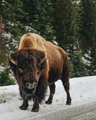 Yellowstone National Park: Heading towards freedom, yearning for the wilderness.