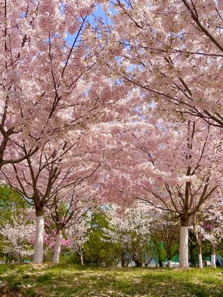 4.2 Yuyuantan Cherry Blossoms Gradually Fade, Only One Cluster Still in Full Bloom