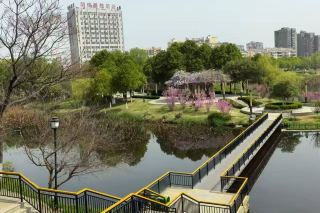 2026年 安鹿の最新秋旅行ガイド｜2泊3日の家族旅行、癒しの旅、お一人様299元：詩仙の足跡をたどり、樹齢千年のイチョウの木を見学し、満開の桜を堪能し、明朝ホテルに宿泊