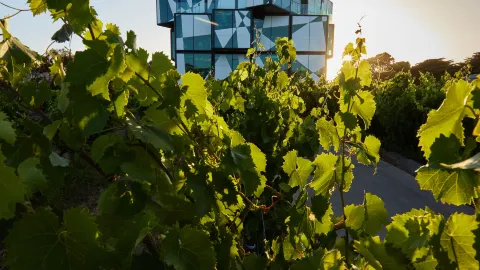Rejuvenate with sea breezes and a gentle buzz! Your Fleurieu Peninsula day trip itinerary is here — traveler post in Adelaide