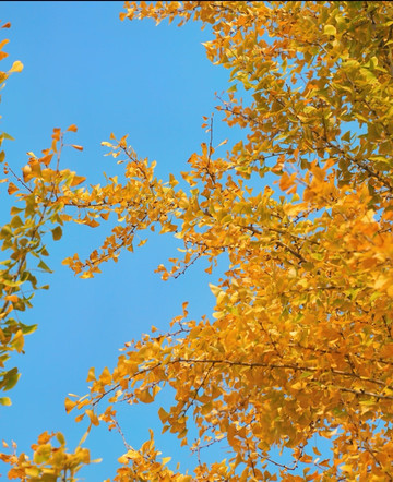 Autumn in Hefei is too short! The ginkgo trees at Qingfeng