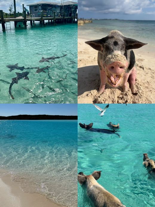 You have to visit Pig Island at least once in your life. It's amazing to just lie back and watch the pigs swim.