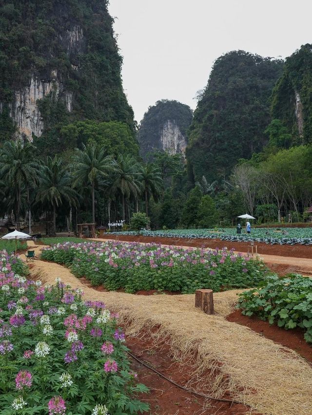 จุดเช็คอินใหม่ล่าสุด @ไร่ม่านเขา กระบี่