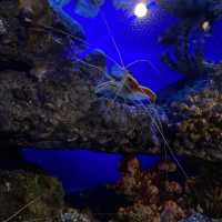 Aquaria KLCC