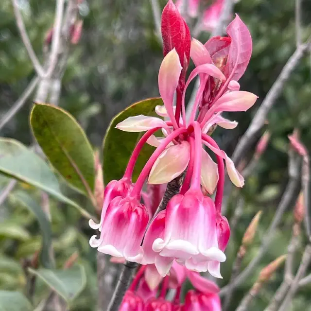 睇吊鐘花好介紹～大枕蓋