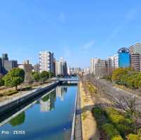 東京木場公園河津櫻