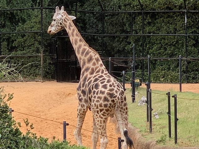 西澳珀斯動物園（Perth Zoo）🐨🐒🐯🦁🐷🐮🦒🦨🦜