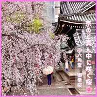 【京都】京の春を告げる早咲き桜🌸