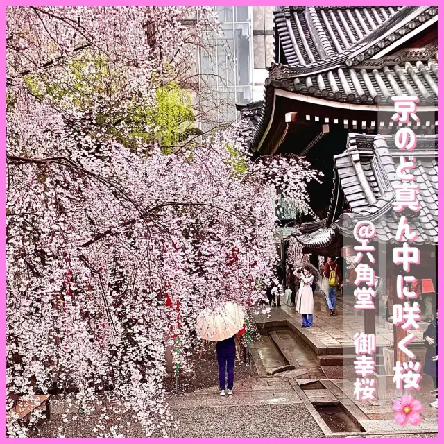【京都】京の春を告げる早咲き桜🌸