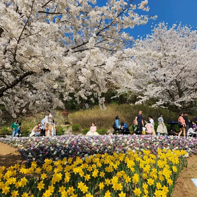 서울 연희동 벚꽃 명소 안산도시자연공원