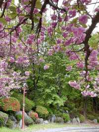 용인 겹벚꽃 명소:: 경희대 국제캠퍼스🌸