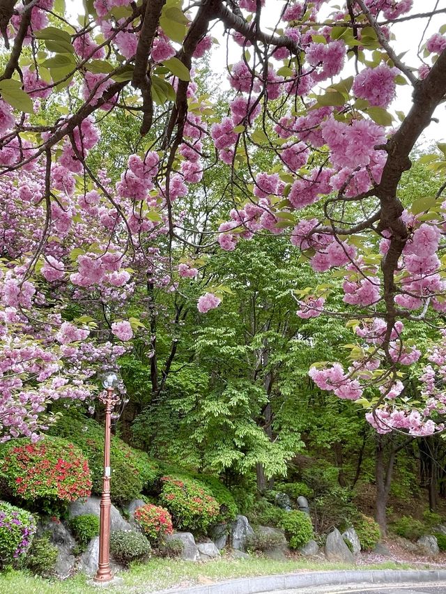 용인 겹벚꽃 명소:: 경희대 국제캠퍼스🌸