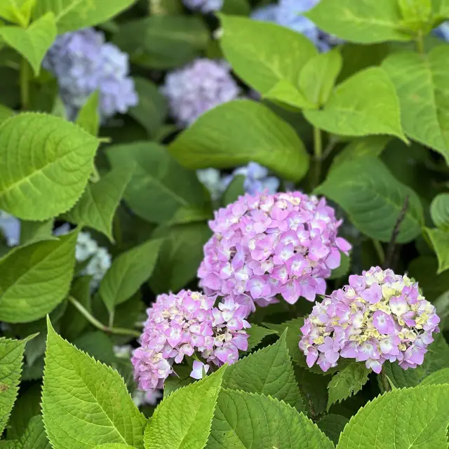 【蘇州】5月はあじさいが美しい金鶏湖畔の公園