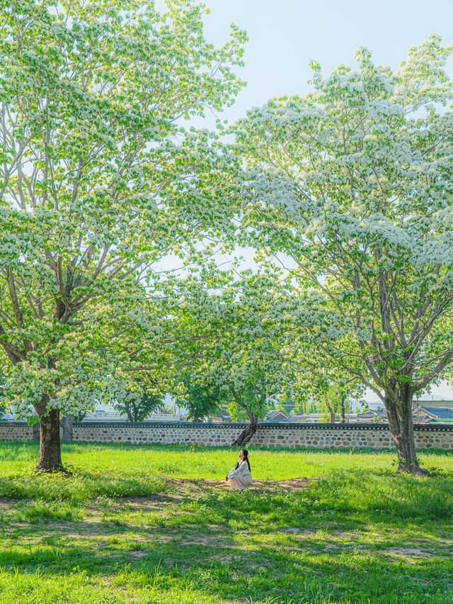 🌿5월 꼭 가봐야할 대구•경주 여행지🌸