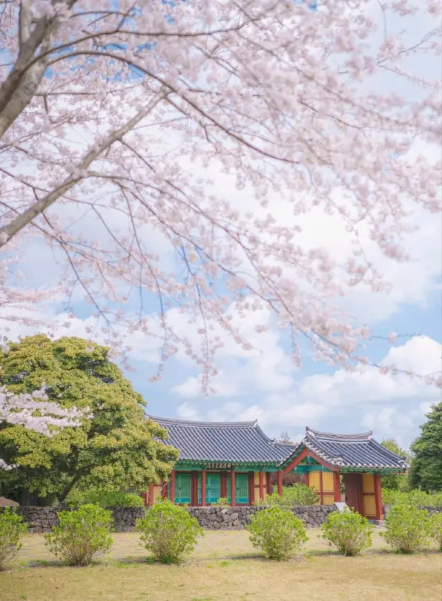 🌸지브리 풍경이 가득한 벚꽃명소"혼인지"