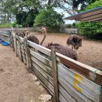 Hanging Out At Desaru Ostrich Farm