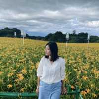 赤柯山金針花海