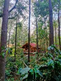 Coffee Plantation Farm near Bengaluru ☕